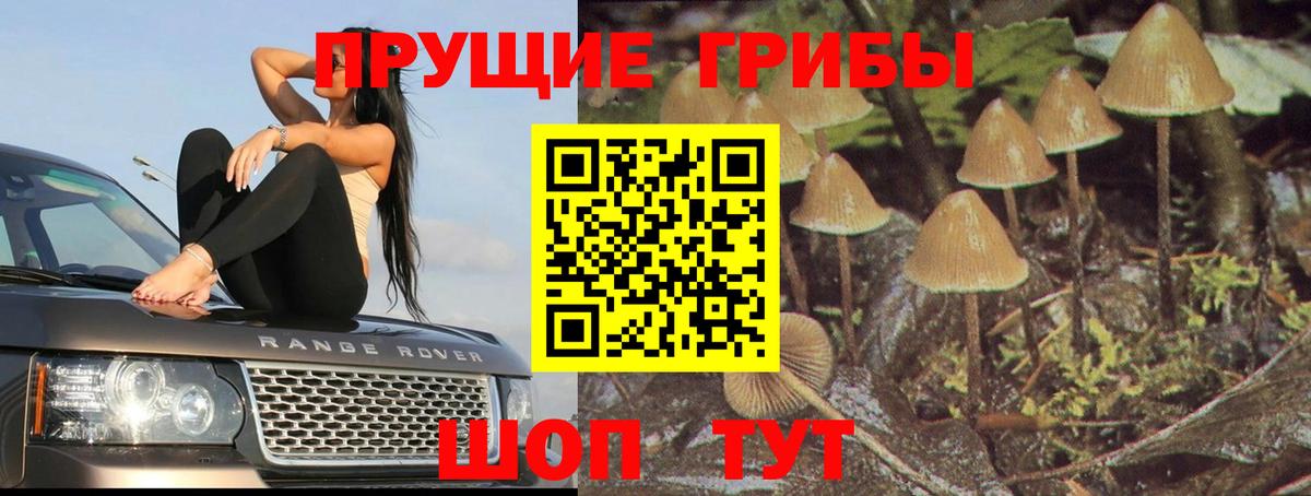 Псилоцибиновые грибы GOLDEN TEACHER Шелехов